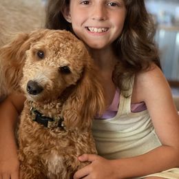 Frankie - Goldendoodle