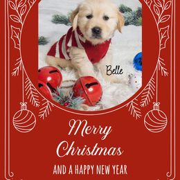 Golden Retriever Puppies from Ruff Life Goldens