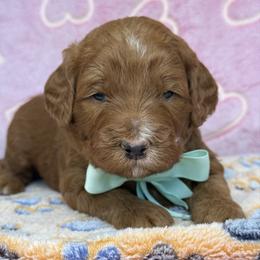 Freddy - green collar - Red  male Goldendoodle puppy in Yuciapa, California from AlltheDoodlez_