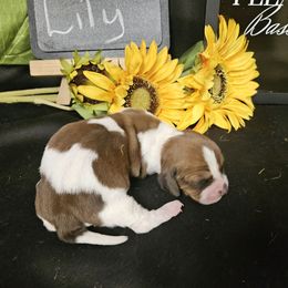 Lily - Mahogany and white female Basset Hound puppy in Pleasant Lake, Michigan from Pleasant Bay Basset Hounds