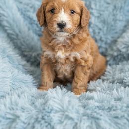 Fred - Red male Bernedoodle puppy in Milton, Florida from Sutton Place Doodles