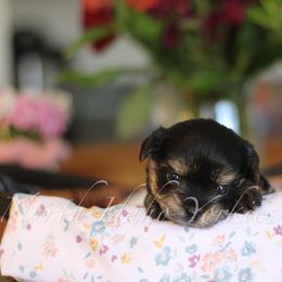 Yorkshire Terrier Puppies from North Idaho Yorkies