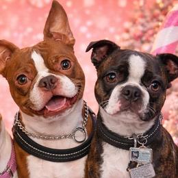 Boston Terrier puppies from Reds Studio