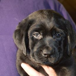Labrador Retrievers from Brookeridge Labradors