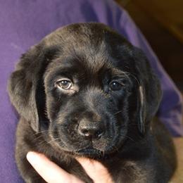 Labrador Retrievers from Brookeridge Labradors