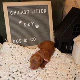Pink Collar Girl- SKY - Goldendoodle puppy from Dos&CoKennels