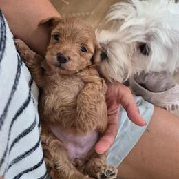 Girl - Red female Maltipoo puppy in Corona, California from Poodle house CA