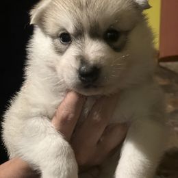 Siberian Husky Puppies from Sovereign Siberians
