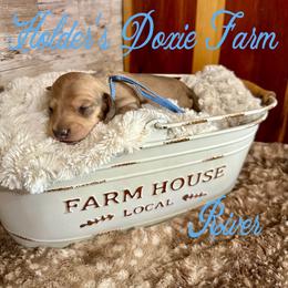River - Cream male Dachshund puppy in Atwood, Oklahoma from Holder’s Doxie Farm