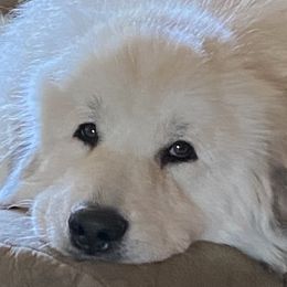 Zuzu - Great Pyrenees