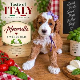 Mozzarella - Red  female Goldendoodle puppy in Miami, Florida from Jade’s Paws & Co. Of Miami LLC