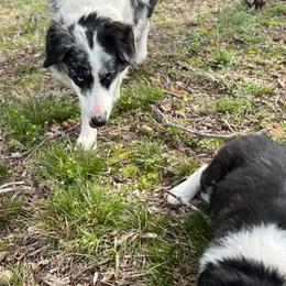 Border Collie Puppies from Roaring River Border Collies