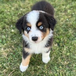 Onyx - Black tri-color male Australian Shepherd puppy in Volant, Pennsylvania from Addie's Aussies