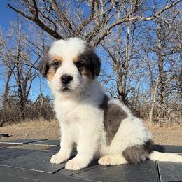 Blue Merle Boy 2 - Blue merle male Bernedoodle puppy in Sioux Falls, South Dakota from WhiskeyCreek Doodles