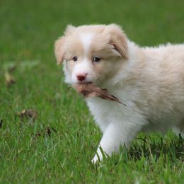 Girl 1 - Border Collie puppy from Cool Meadow Farms