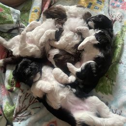 Havanese Puppies from Estelle's Havanese
