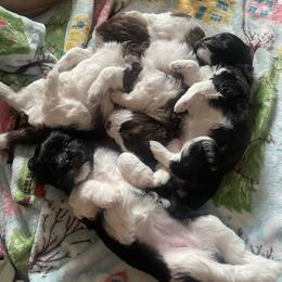 Havanese Puppies from Estelle's Havanese