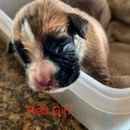 Boxer Puppies from Bunches of Love Boxers
