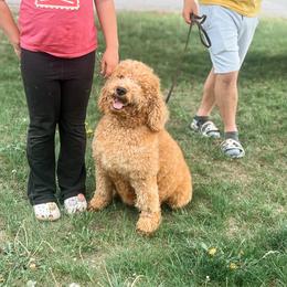 Bullia - Goldendoodle