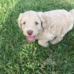 Australian Labradoodle Puppies from Happy Time Doodles