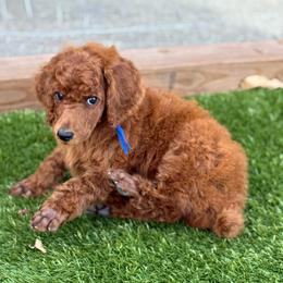Paris - Red  male Poodle puppy in Mount Vernon, Illinois from AMC Poodles