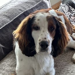 Sadie - English Springer Spaniel
