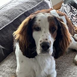 Sadie - English Springer Spaniel