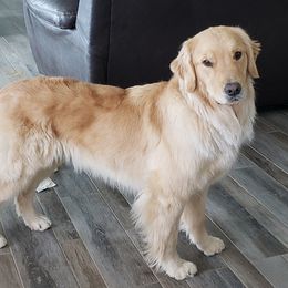 Quinn - Golden Retriever