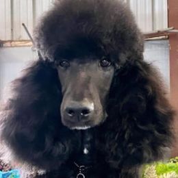 Opal - Poodle