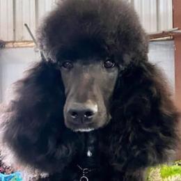 Opal - Poodle