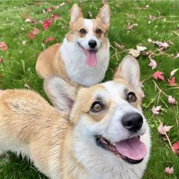 Pembroke Welsh Corgis from Montana Bucking Corgi