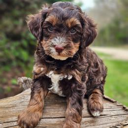Milky way - Tri-color male Bernedoodle puppy in Salem, Missouri from Meadowbrook Poodles