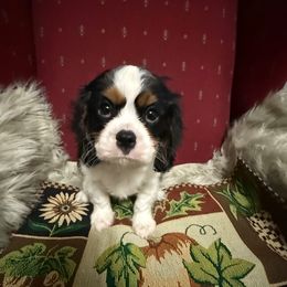 Gabriel - Tri-color male Cavalier King Charles Spaniel puppy in Broken Arrow, Oklahoma from Cavalier King Charles Heartland