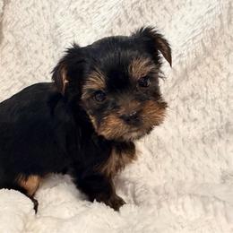 Toy Yorkshire terrier - male Yorkshire Terrier puppy in Watervliet, Michigan from Von Kingsburg Shepherds