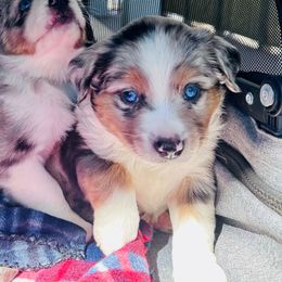 Arrow - Miniature Australian Shepherd puppy from Sun & Moon Aussies