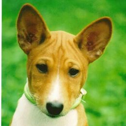 Basenjis from Tammen's Kennel