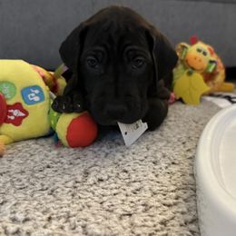 Great Dane Puppies from Bright Danes of Texas