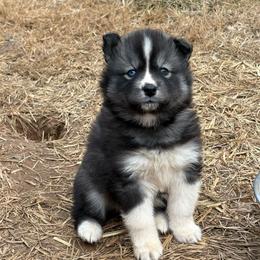 Yellow - Agouti and white female Siberian Husky puppy in Jonesborough, Tennessee from Dry Creek Siberians
