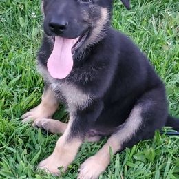 German Shepherd Puppies from Sandy’s Shepherds