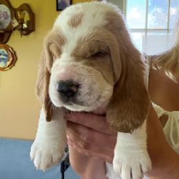 Darla - Red and white female Basset Hound puppy in Guys Mills, Pennsylvania from Hidden Heart Basset Hounds