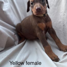Yellow - Black and rust female Doberman Pinscher puppy in New Ipswich, New Hampshire from Fox Farm Kennel