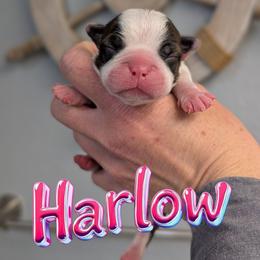 Harlow - Brindle and white female Boston Terrier puppy in Oak Hills, California from All American Boston Terriers
