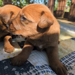 Black boy - Red wheaten male Irish Terrier puppy in Spring Valley, Minnesota from Back Country Terriers