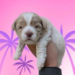Sandy - Gold and white female Shihpoo puppy in Coshocton, Ohio from Forever Family Puppies