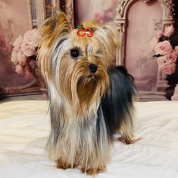 Tippy - Yorkshire Terrier
