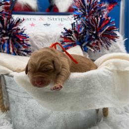 Orange - Yellow male Labrador Retriever puppy in Heath Springs, South Carolina from Rich Hill Retrievers