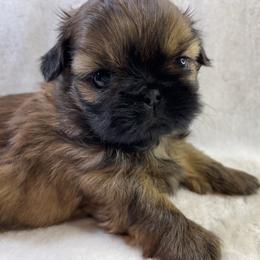 Shih Tzu Puppies from Little Miracles Shih Tzu