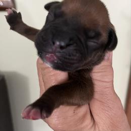 Classic black mask - Fawn female Boxer puppy in Plainwell, Michigan from Hope's Beautiful Boxers