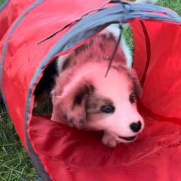 Cardigan Welsh Corgi Puppies from Wasatch Cardigan Corgis
