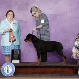 Anja - Rottweiler